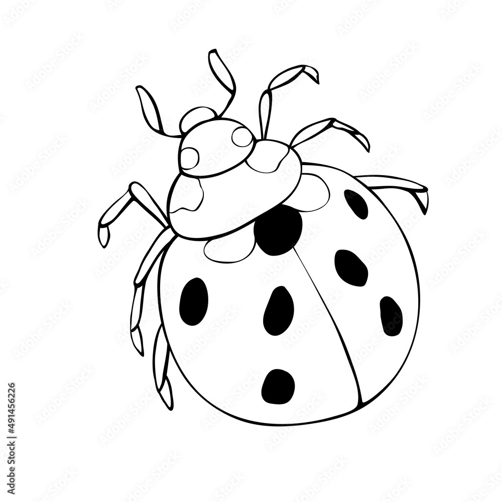 Vector black outline ladybug in doodle style. Cute insect, isolated. Top view. Clipart, design element on theme of nature, spring, summer Vector black outline ladybug in doodle style. Cute insect, isolated. Top view. Clipart, design element on theme of nature, spring, summer