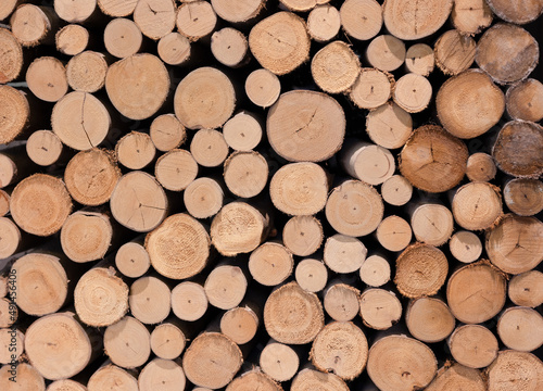 Pile of hard wood log shows beautiful natural surface and texture of lumber under sunlight. It shows detail of wood surface in circle shape and brown color which is vintage background.