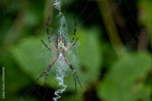 Yellow Garden Spider in a web