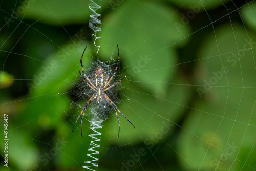 Yellow Garden Spider in a web
