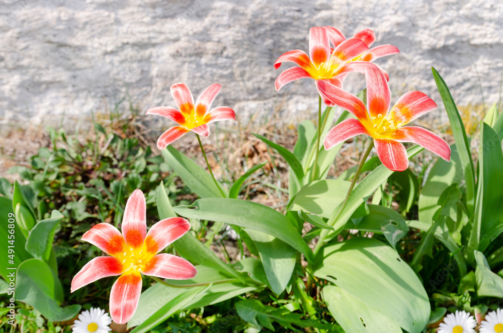 Obraz premium Frühling rote lily in voller Blüte