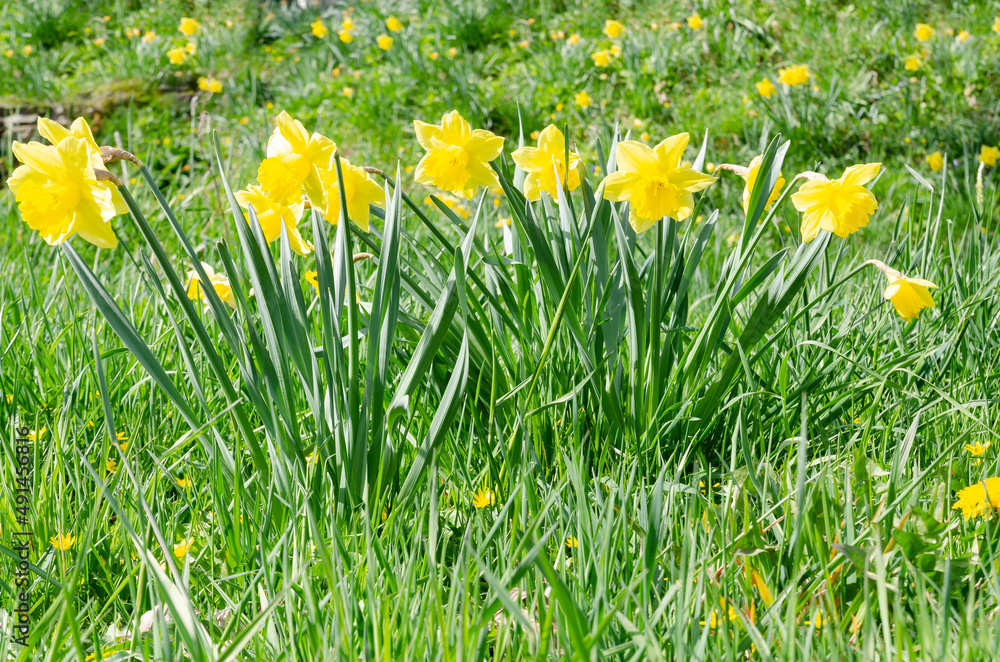 Fototapeta premium Narzissen in voller Blüte Osterglück