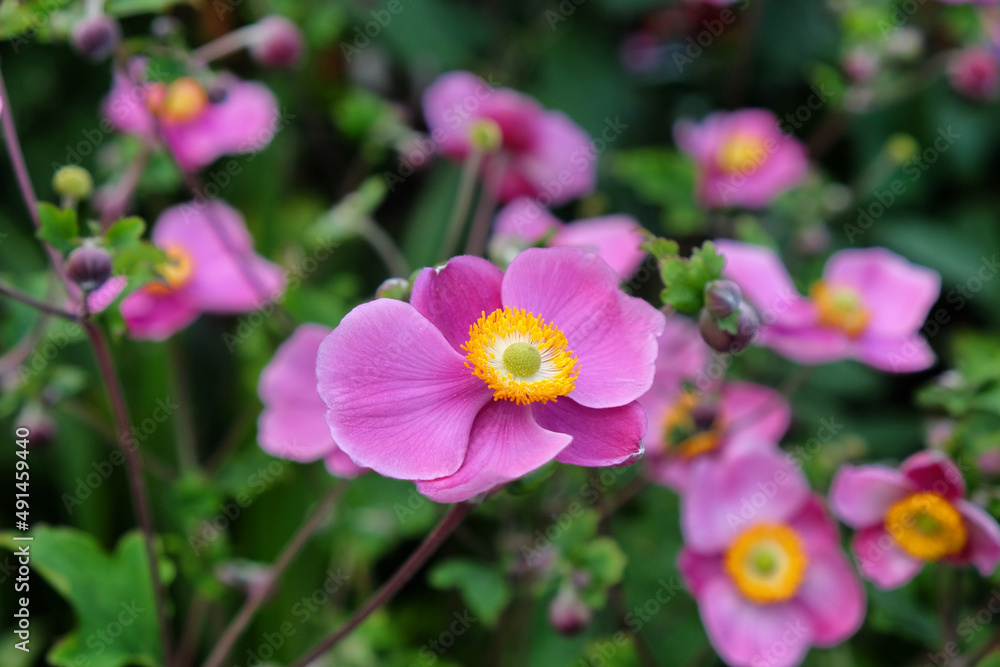 Pink grape leaf anemone in flower Pink grape leaf anemone in flower