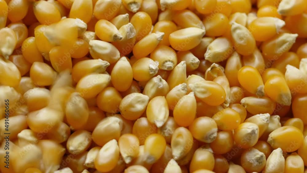 Pouring corn grains into plate. Close-up. Pouring corn grains into plate. Close-up.