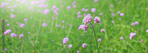 Tall verbena or purpletop vervain ( Verbena bonariensis ) ingarden on green blured background. flowers on morning fog