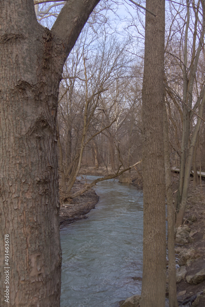 View between two trees of a river flowing in the winter's forest.