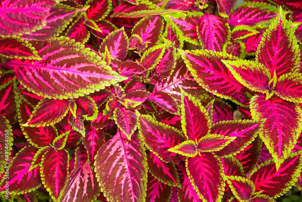 red and green leaves pattern background red and green leaves pattern background