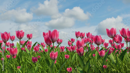 Beautiful tulips field. Beautiful spring flowers. background of flowers, 3D Rendering. © Songsak C