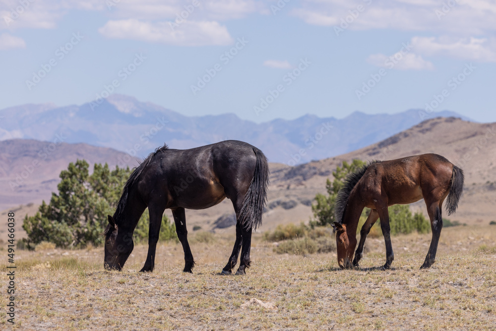 Wild Horses in Summer in the Utah Desert Wild Horses in Summer in the Utah Desert