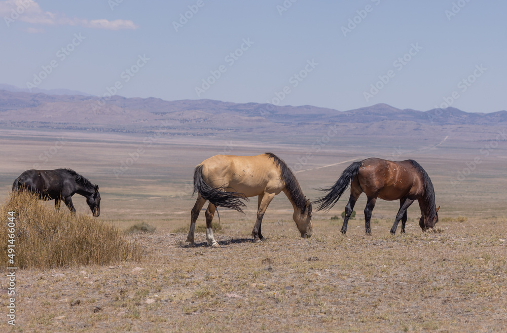 Wild Horses in Summer in the Utah Desert