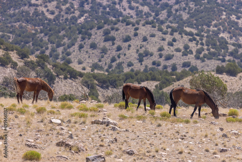 Wild Horses in Summer in the Utah Desert