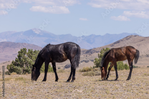 Wild Horses in Summer in the Utah Desert © natureguy