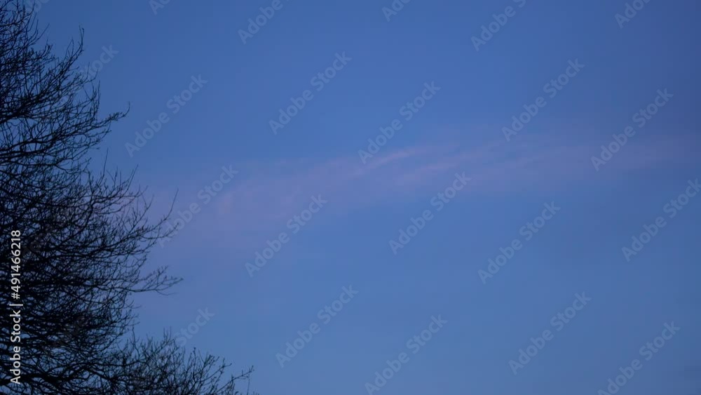 Cool blue sky with soft pink cloud and dark tree foliage Cool blue sky with soft pink cloud and dark tree foliage