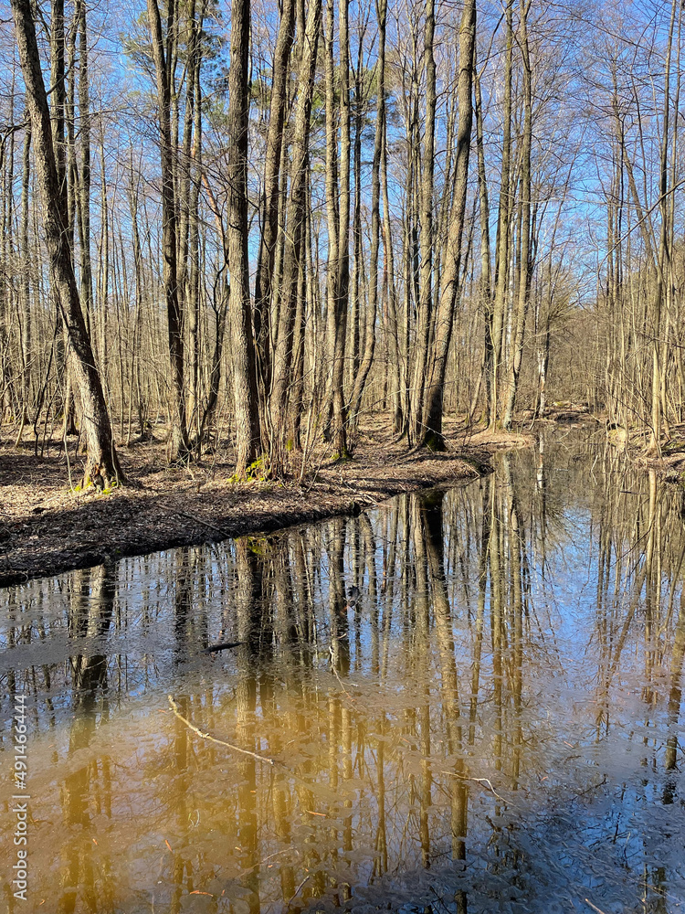 Obraz premium Krumme Lake, Grünau, Naturschutzgebiet, Berlin, Fließ, Wandern, Berlin, Wald, Kiefernwald, Nadelwald, Sumpfgebiet, Moorrinne, Urstromtal, Feuchtgebiet, Schmöckwitz, Wanderweg, Rundweg