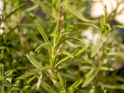 frische Rosmarin Pflanze im Garten