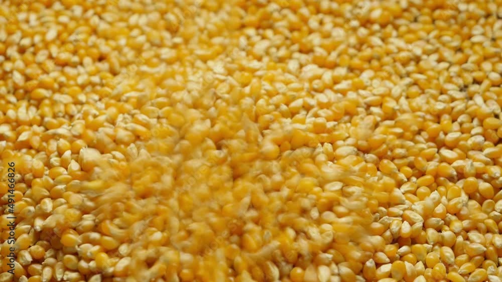 Pouring corn grains into plate. Close-up. Pouring corn grains into plate. Close-up.