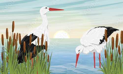 A pair of white storks in the reeds on the shore of a pond or lake. Water birds. Realistic summer landscape