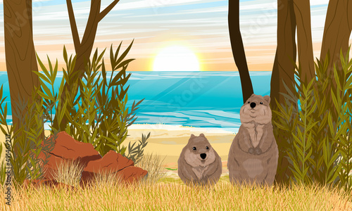 A couple of quokkas on the shore of the ocean. Sandy coast with dry grass and red stones. Short-tailed scrub wallaby Setonix brachyurus in Australia. Realistic vector landscape