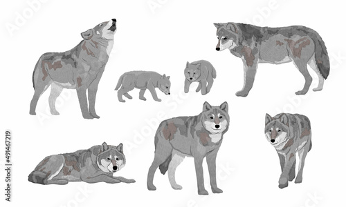 Set of wolves Canis lupus. Males, females and puppies of an ordinary wolf. Realistic vector animal
