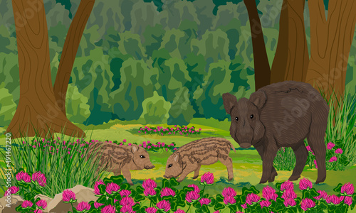 Mother wild boars with a pair of piglets in a meadow in a dark summer forest. Realistic vector landscape