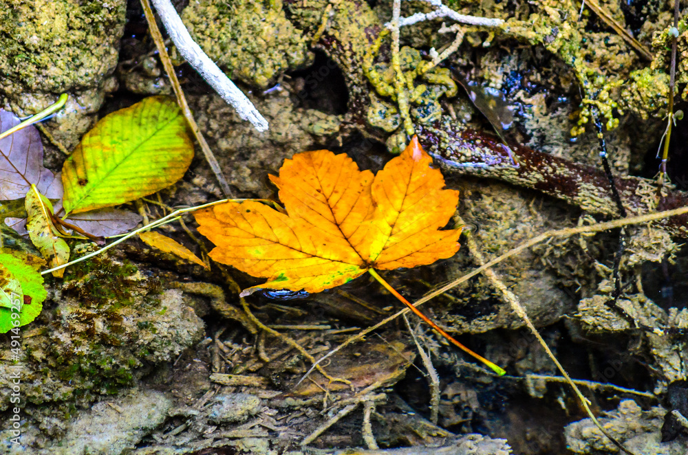 Obraz premium Orange Maple Leaf Floating on the Surface of the River. Crystal Clear Water in a Mountain Stream. Beautiful Autumn Colors in Plitvice Lakes National Park, Croatia
