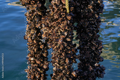 Mejillón batea bivalvo