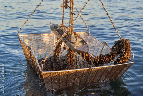 Trabajo mar batea mejillón