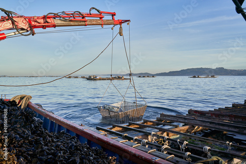 Trabajo mar batea mejillón