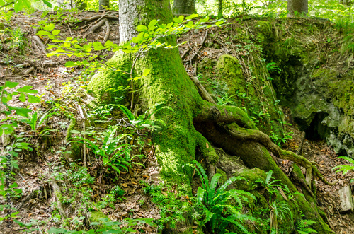 Mossy Trees with Roots and Rock Outcrops in Plitvice Lakes National Park, Croatia. Wild Natural Environment in the Forest.