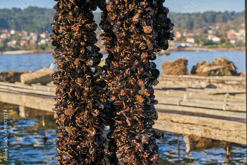 Trabajo en batea industria mejillonera