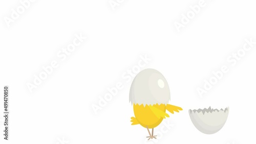video animation of a chicken with a shell on its head running restlessly back and forth , seamless loop . fuss on the first birthday