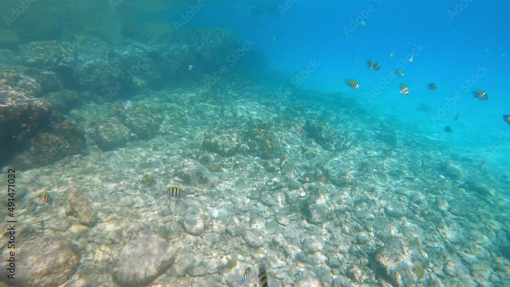 An underwater videos of a Sargeant Major fish in the Bahamas. An underwater videos of a Sargeant Major fish in the Bahamas.