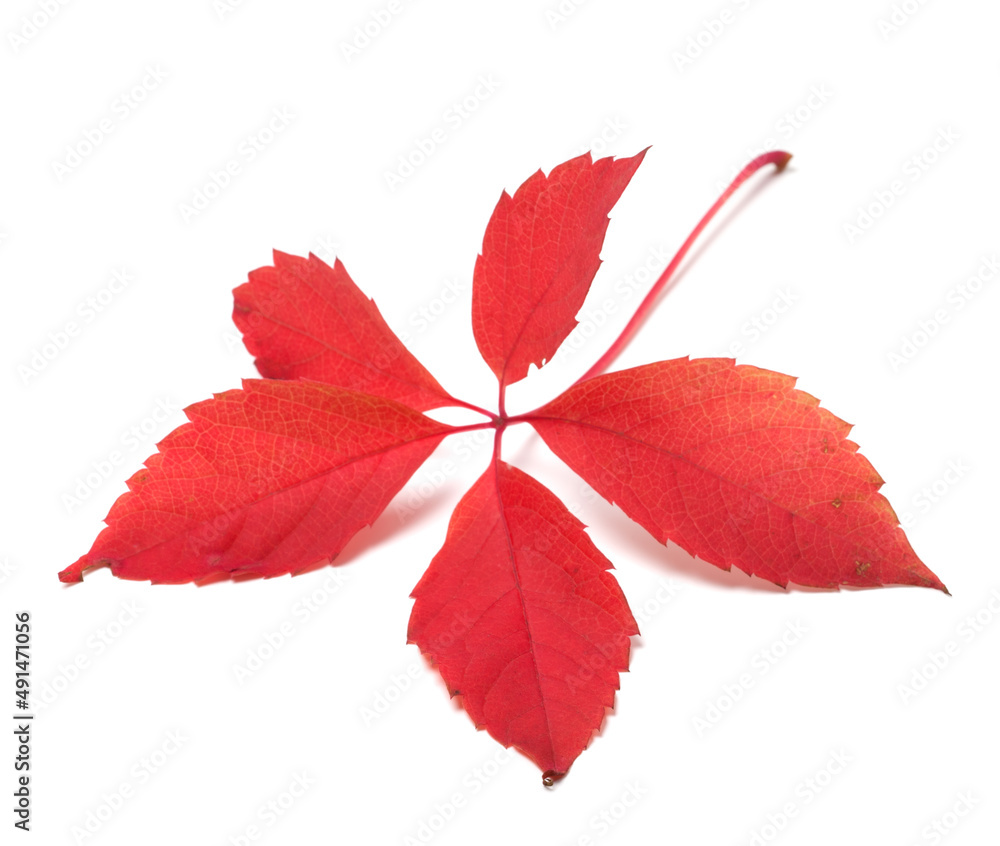 Red autumn virginia creeper leaf Red autumn virginia creeper leaf