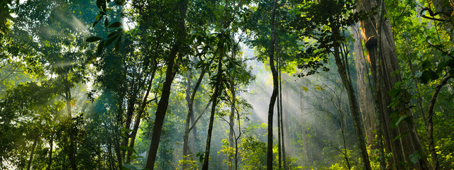 panorama banner background of tropical forest landscape scene for using in concept of environmental ecology and sustainable energy or Earth day, wild wood scenic using for wallpaper of spa and tourism