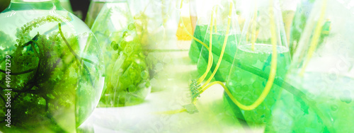 banner background of green alga nature plant, concept of environmental science and medical vaccine research in biotechnology laboratory study, biofuel and gas energy technology
