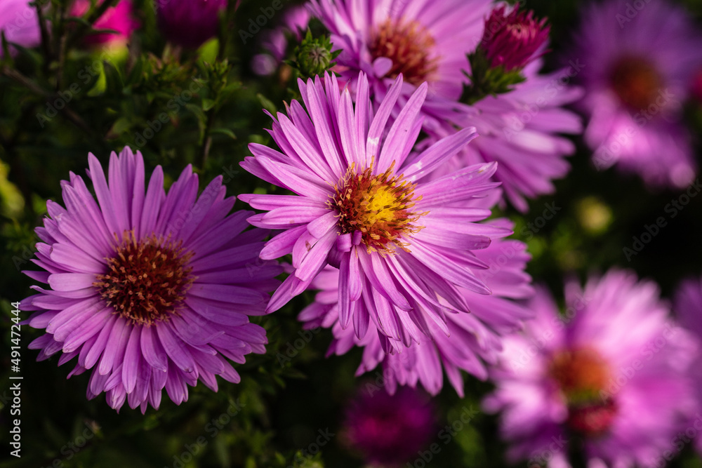 In the shadow New York Asters (Aster novi-belgii) Bewunderung close up in the sun between shadows. Disc florets in bright yellow colour. Ray florets of the capitulums pink. Macro. Close up. In the shadow New York Asters (Aster novi-belgii) Bewunderung close up in the sun between shadows. Disc florets in bright yellow colour. Ray florets of the capitulums pink. Macro. Close up.
