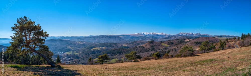arbre penché dans un pré et vue panoramique sur les monts d'Auvergne