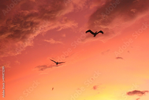 birds flying in the sunset © heverth