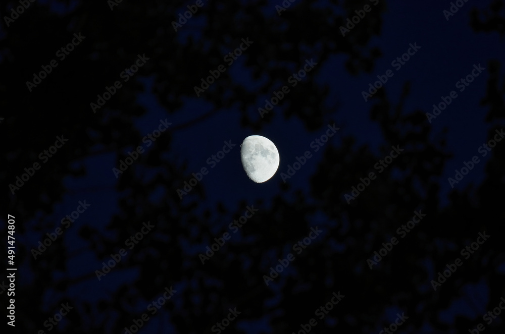 Atmospheric View of Moon Through Tree Branches During Deep Blue Twilight Atmospheric View of Moon Through Tree Branches During Deep Blue Twilight