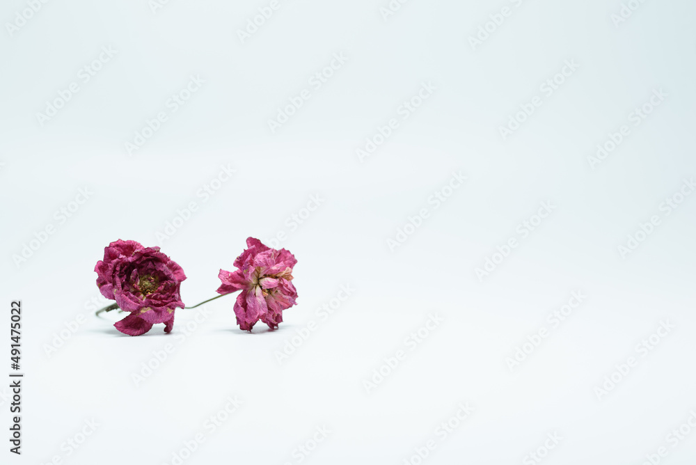 Pink flowers isolated on white background. Minimal concept of decoration. Two flowers. 