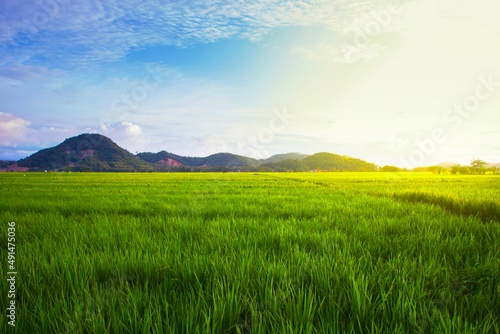view of rice fields and mountains with the evening sky reflecting the sun © sf_freelancer