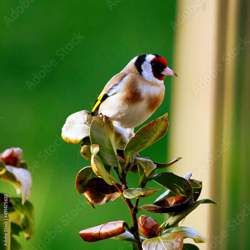European Goldfinch