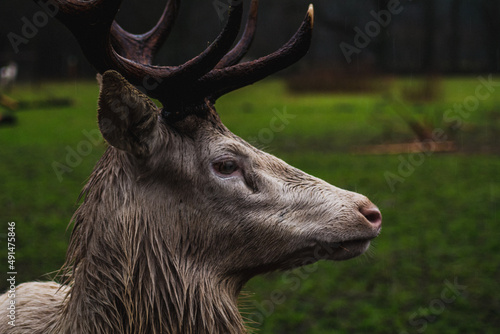 Tableau sur toile white fallow deer stag