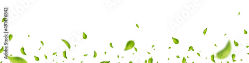 Green flying leaves frame. Leaf falling on long banner. Organic, vegan, eco design element. Wave foliage ornament. Cosmetic pattern border. Fresh tea background. Beauty product. Vector illustration
