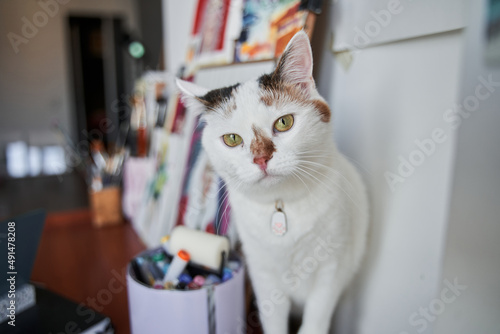 Fototapeta Naklejka Na Ścianę i Meble -  White spotted cat with green eyes sitting at home with a lot of paintings at the background