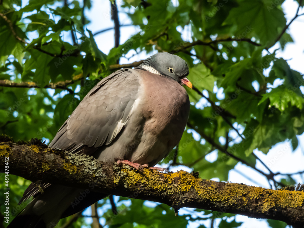 The common wood pigeon or woodpigeon (Columba palumbus) - grey with the white on its neck and wing and green and white patches on neck, and a pink patch on chest. The eye colour is pale yellow The common wood pigeon or woodpigeon (Columba palumbus) - grey with the white on its neck and wing and green and white patches on neck, and a pink patch on chest. The eye colour is pale yellow