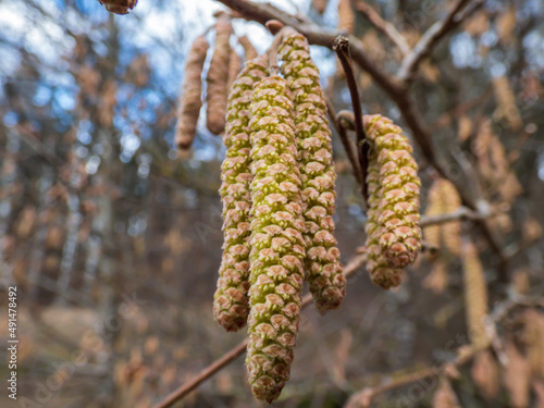 Close-up shot of yellow catkins of the hazelnut tree starting to bloom in early spring. Hazelnuts in Bloom.