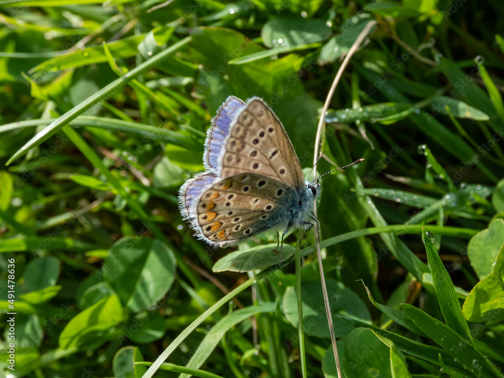 Close-up of the adult common blue butterfly or European common blue (Polyommatus icarus) with visible underside of wings on a grass stem surrounded with green vegetation Close-up of the adult common blue butterfly or European common blue (Polyommatus icarus) with visible underside of wings on a grass stem surrounded with green vegetation
