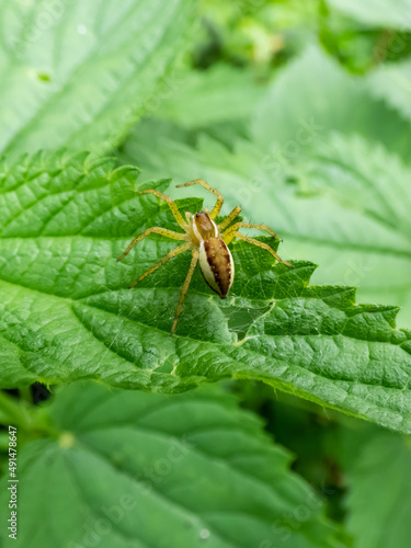 Macro of fishing spider, raft spider, dock spider or wharf spider (Dolomedes sp.) on a leaf