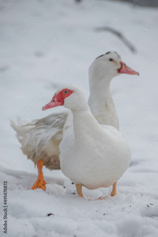 White duck in snow White duck in snow